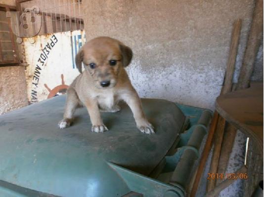 PoulaTo: Κουταβακι χαριζεται